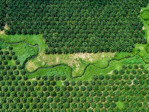 <p>A palm oil plantation in the Solomon Islands (Image: Alamy)</p>