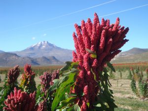 <p>去年12月，玻利维亚的有机藜麦开始销往中国。图片来源：International Quinoa Centre</p>