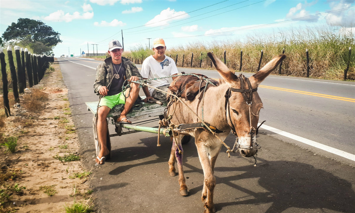 Brazil's ban on donkey slaughter halts trade with China | China Dialogue