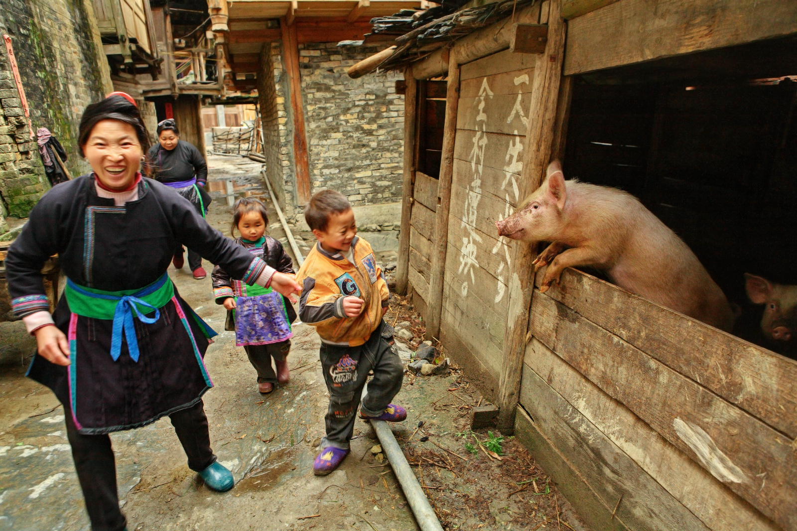 猪的简史 由农耕文化的一部分到现代产肉机器 中外对话