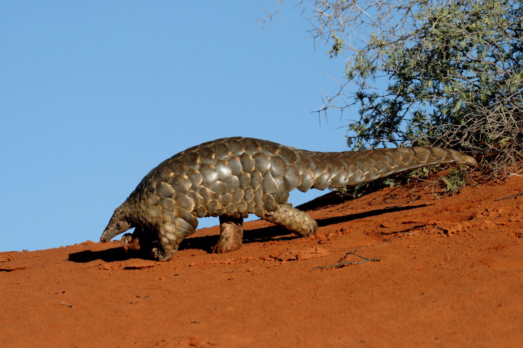 C7858Y_Pangolin_The_multimillion-dollar_
