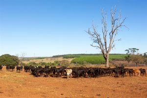 <p>Expanding soy production in Brazil often displaces extensive cattle ranching to Amazonian states, where farmers slash-and-burn forest to clear the land (Image: Alamy)</p>