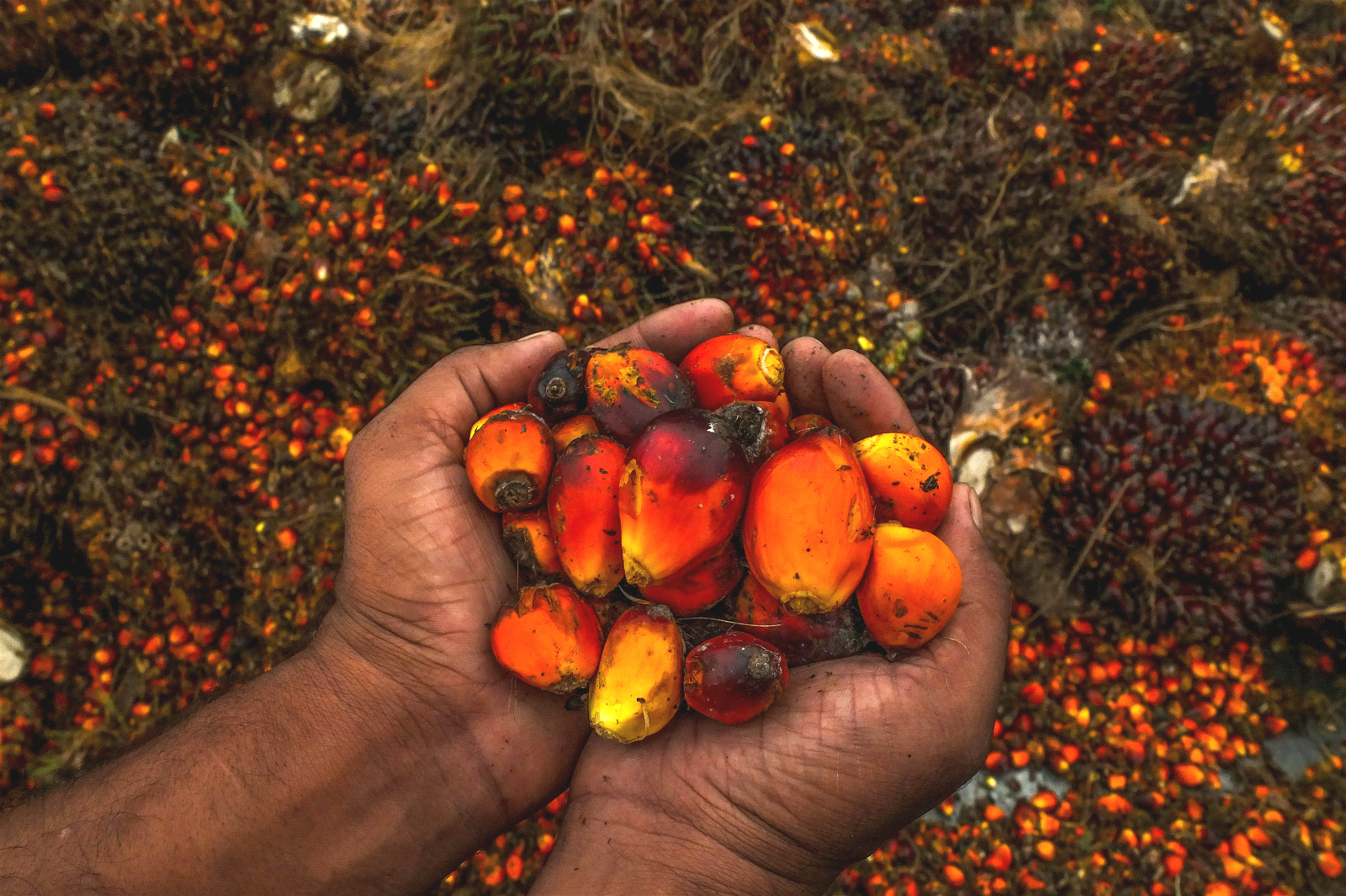 How African palm oil boosts livelihoods and protect forests
