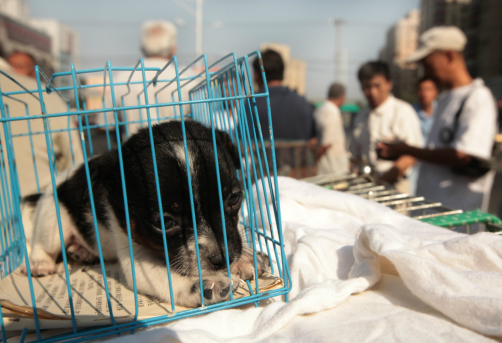 The dark side of China's pet boom | China Dialogue