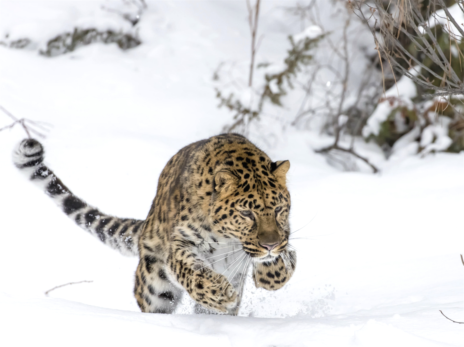 Land of the Big Cats: China and Russia collaborate in comeback | China  Dialogue