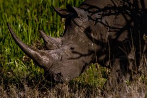 White Rhino in the grass in Kenya