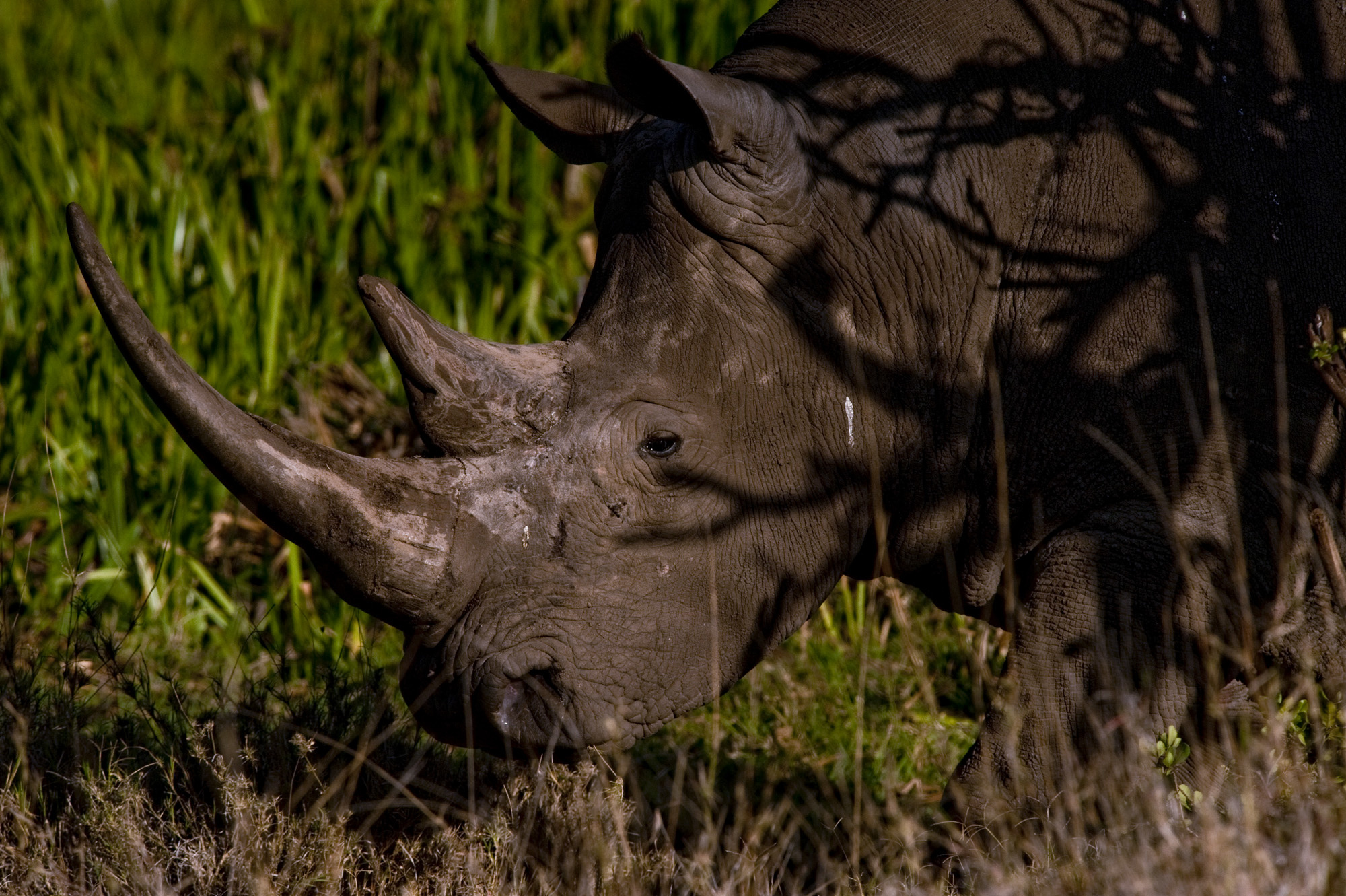 Fake rhino horn will not curb poaching