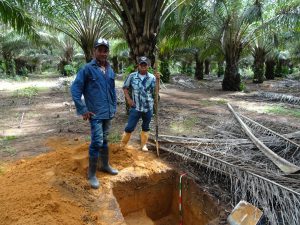 <p>Oil palm workers dig down 50cm to analyse the historical carbon content of soil at Los Llanos, Colombia (Image: Thomas Guillaume)</p>
