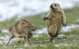 Tibetan fox and marmot, wildlife photographer of the year, Bao Yongqing