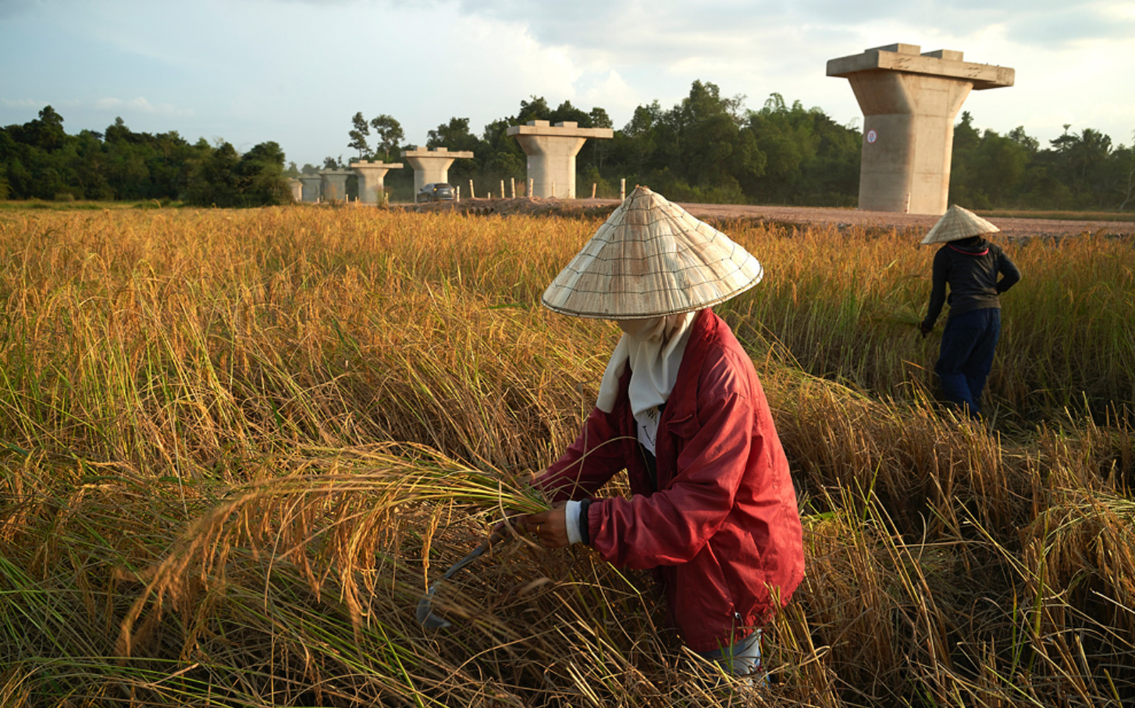 <p>Rice harvesting near Vientiane in Laos. The pillars will support the Nam Khone bridge, the longest on the China–Laos high-speed railway (Image: Surya Chuen / China Dialogue)</p>