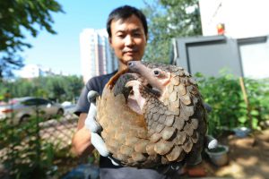 A critically endangered Chinese pangolin at a rescue centre in Qingdao, China. Rather than focussing on protecting individual species, the overall aim of COP15 is to create a globally agreed framework for “living in harmony with nature”.