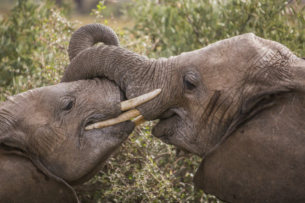 Saving Africa's elephants: 