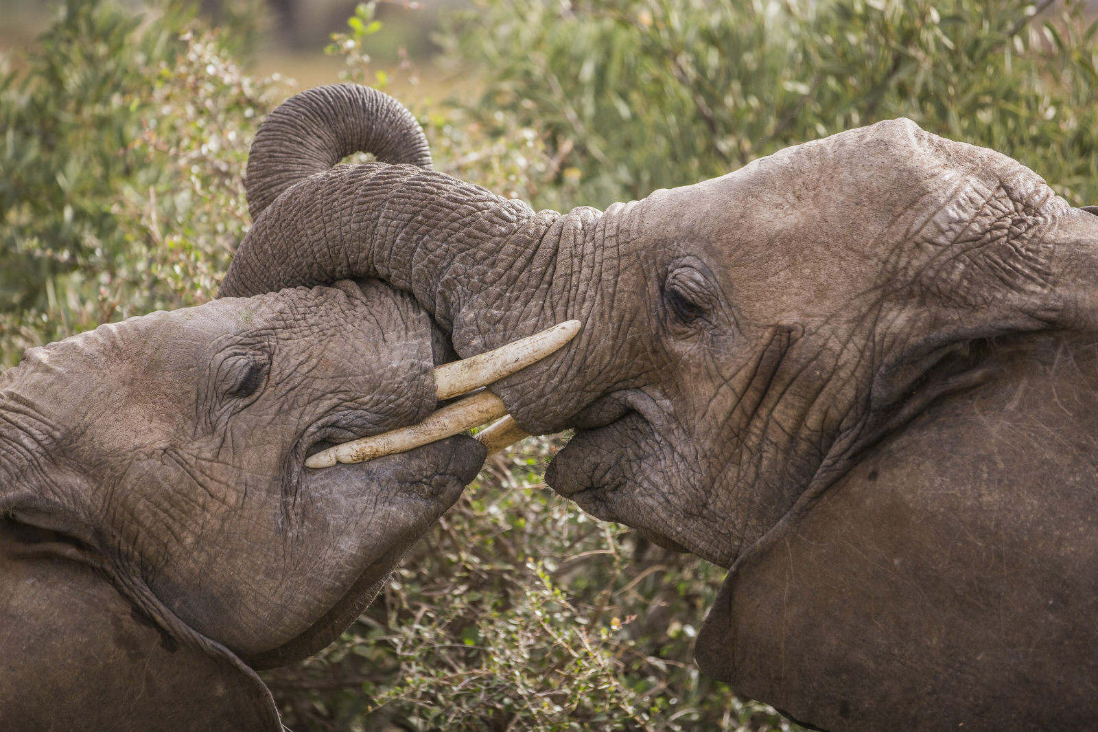 World's Largest Elephant Poached in Kenya