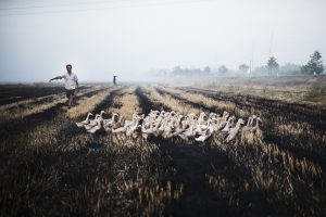 <p>A farmer corrals a flock of ducks in a field outside Can Tho in Vietnam&#8217;s Mekong Delta. With animals or fish living in high concentrations, routine use of antibiotic drugs is carried out to prevent infection and disease. (Image: Gareth Bright)</p>