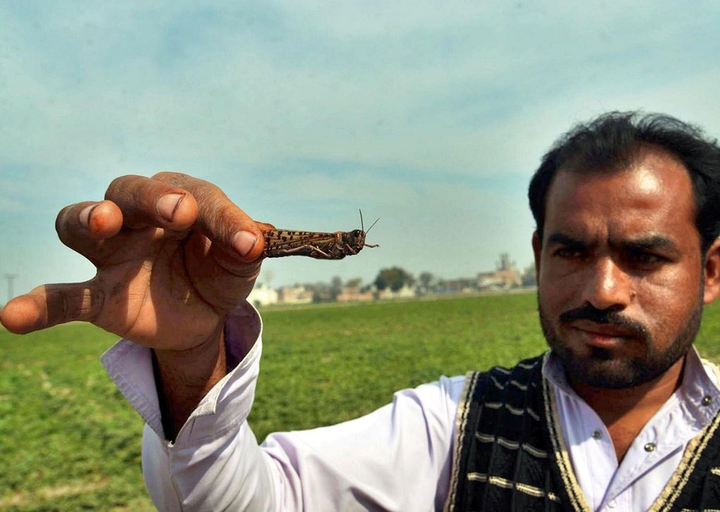 Locust attack threatens food security in South Asia China Dialogue