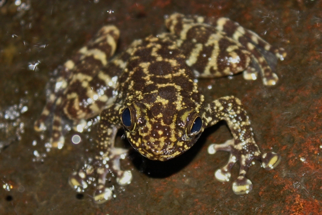 south china cascade frog is not on China's wildlife whitelist