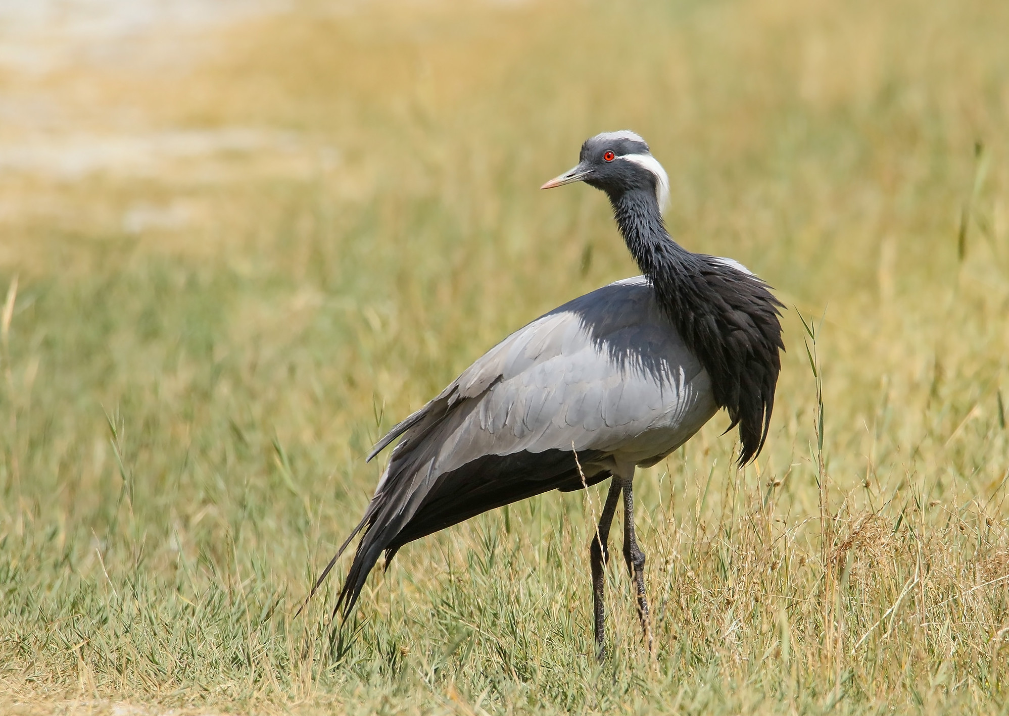 demoiselle crane pakistan