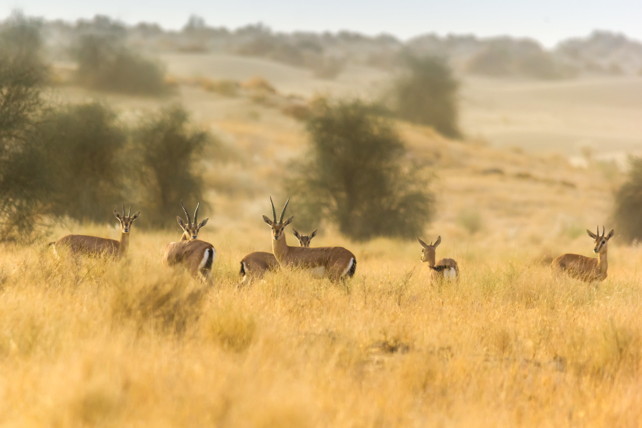 chinkara antelope