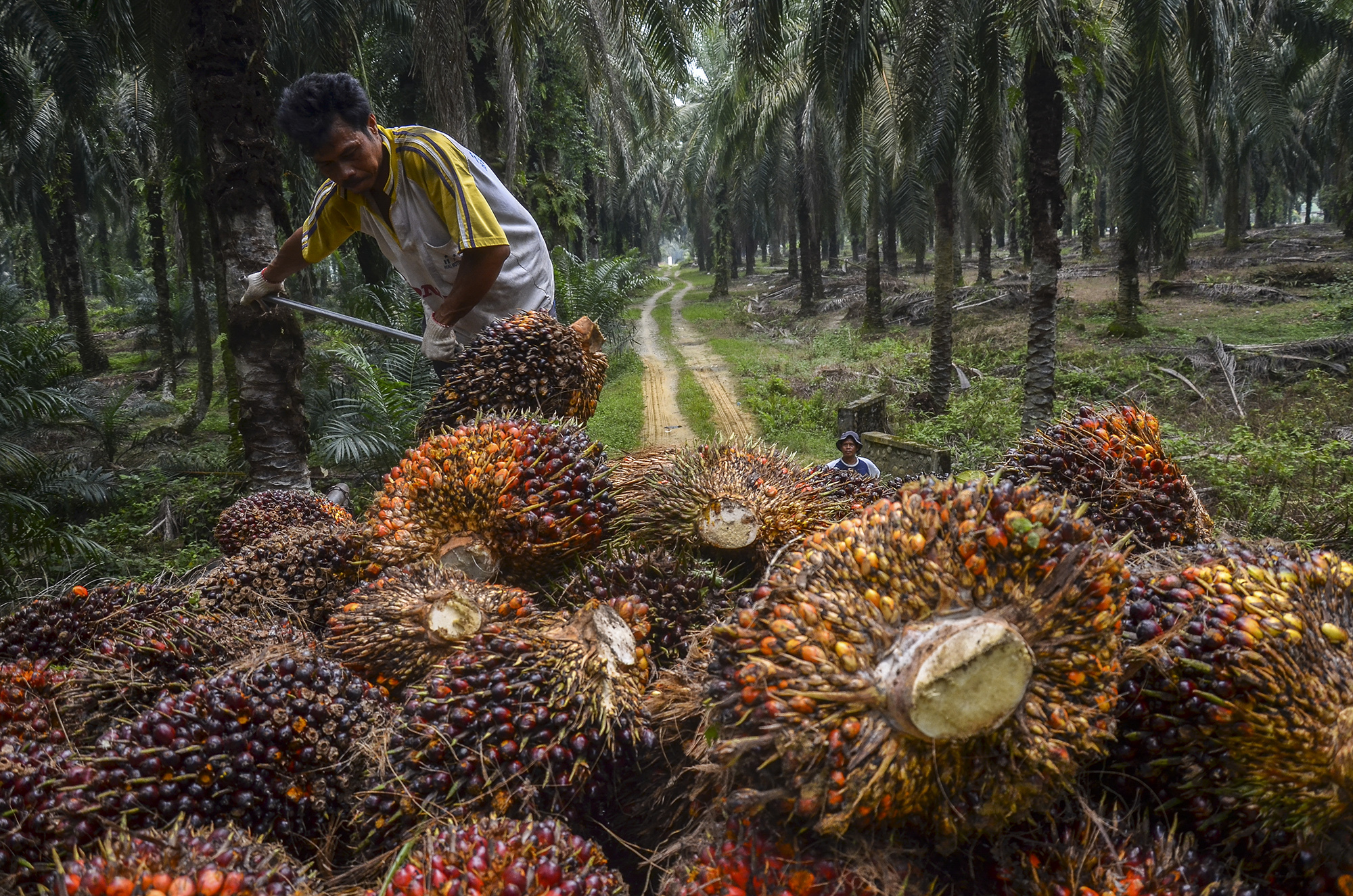 Сколько пальмового масла используется для биотоплива