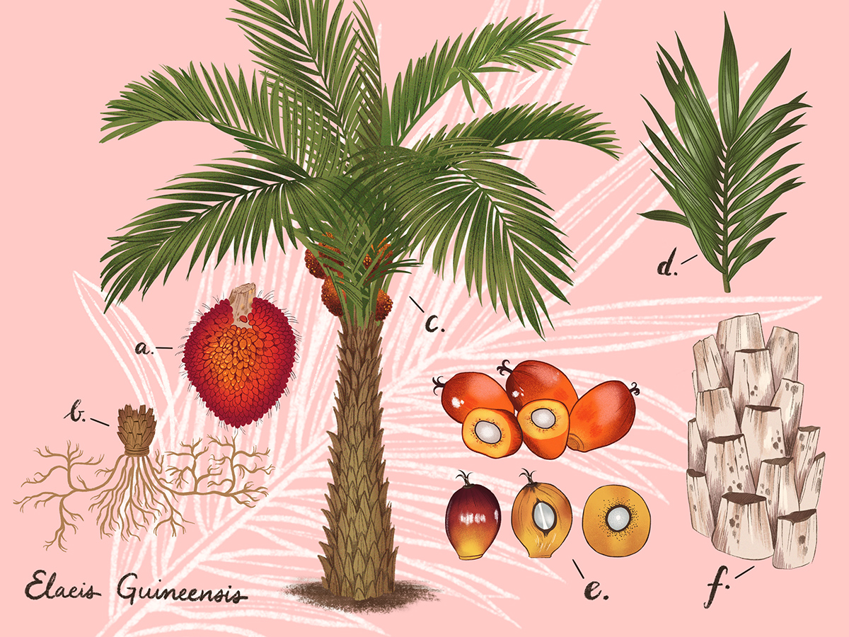 coconut palm tree parts