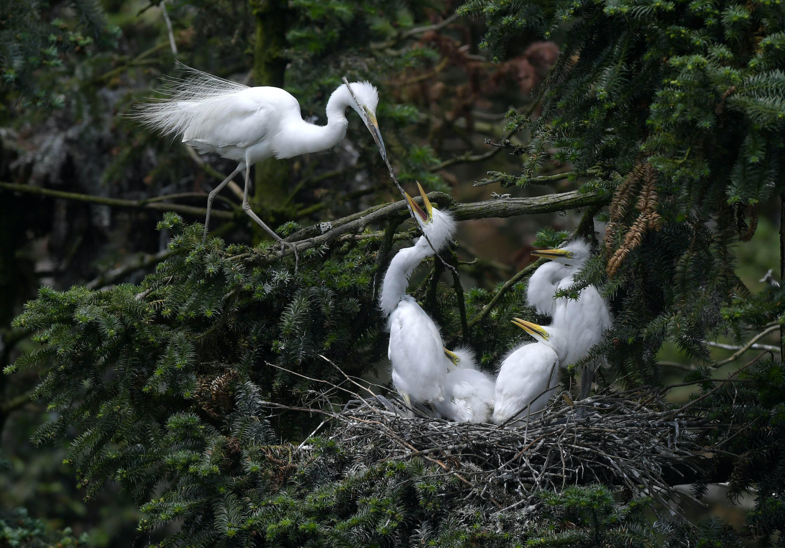 Egrets in Xiangshan Forest Park, Jiangxi province (Image: Alamy)