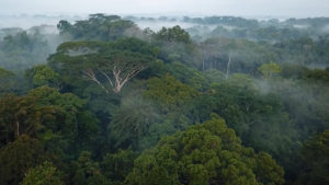 liberia forest cover