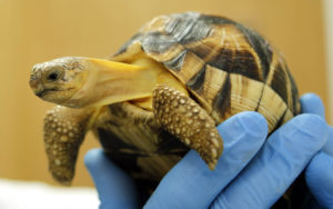 <p>A rescued ploughshare tortoise. The species is threatened by illegal poaching for use in the pet trade and is classed as critically endangered by the IUCN, with just a few hundred animals left (Image: Alamy)</p>