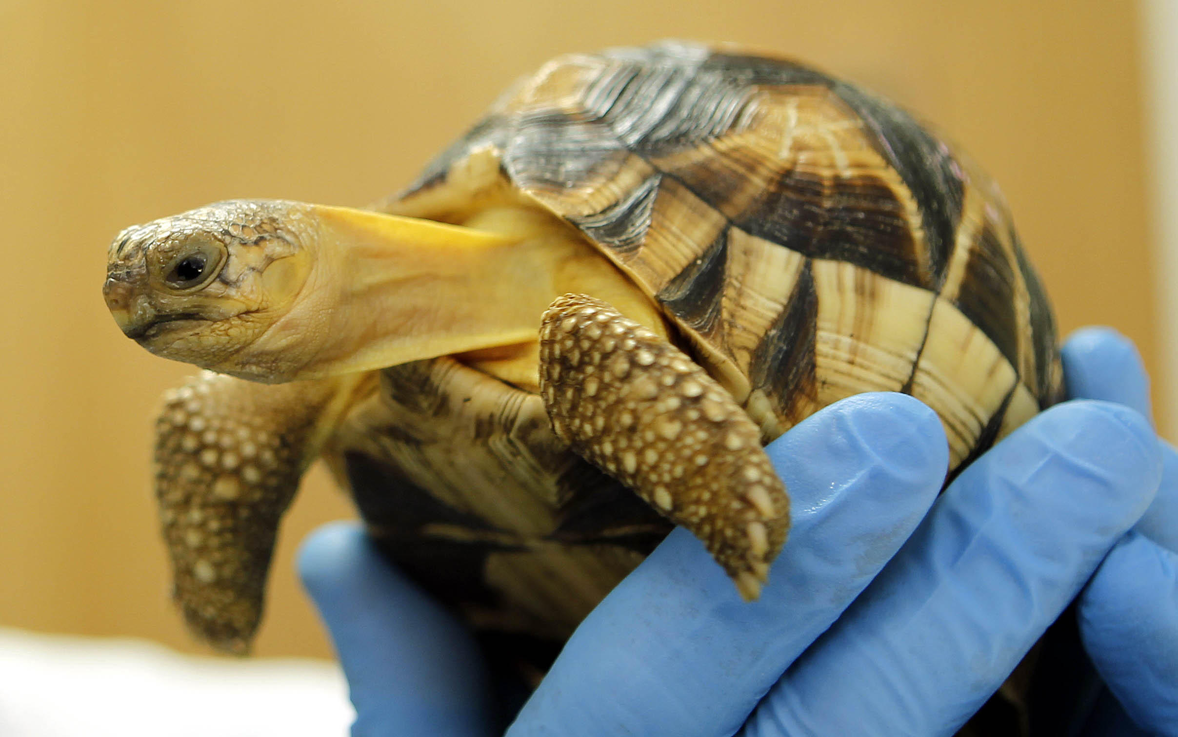 A rescued ploughshare tortoise. The species is threatened by illegal poaching for use in the pet trade and is classed as critically endangered by the IUCN, with just a few hundred animals left (Image: Alamy)