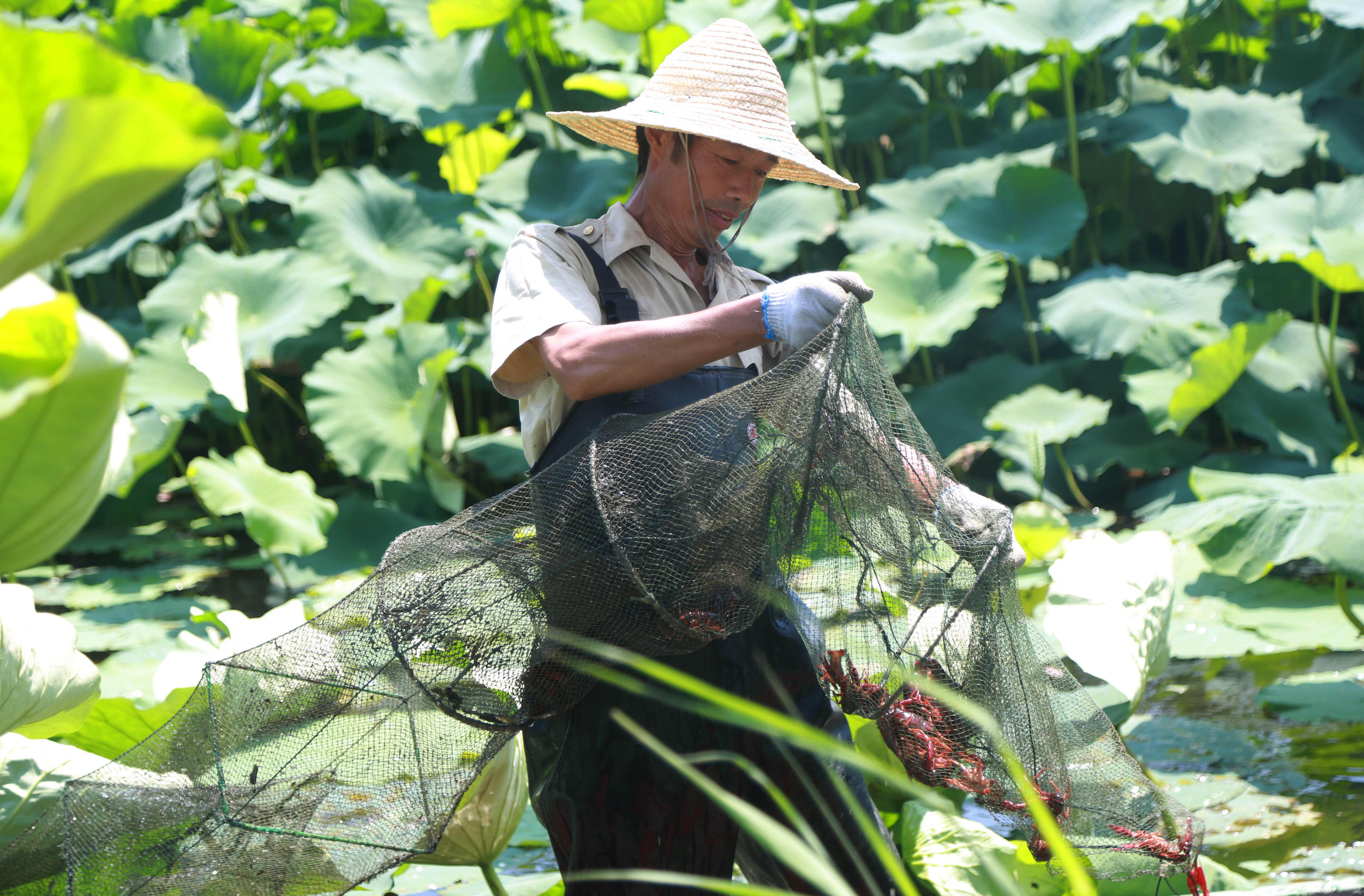 example of ecological aquaculture, a villager collects crayfish from a lotus pond