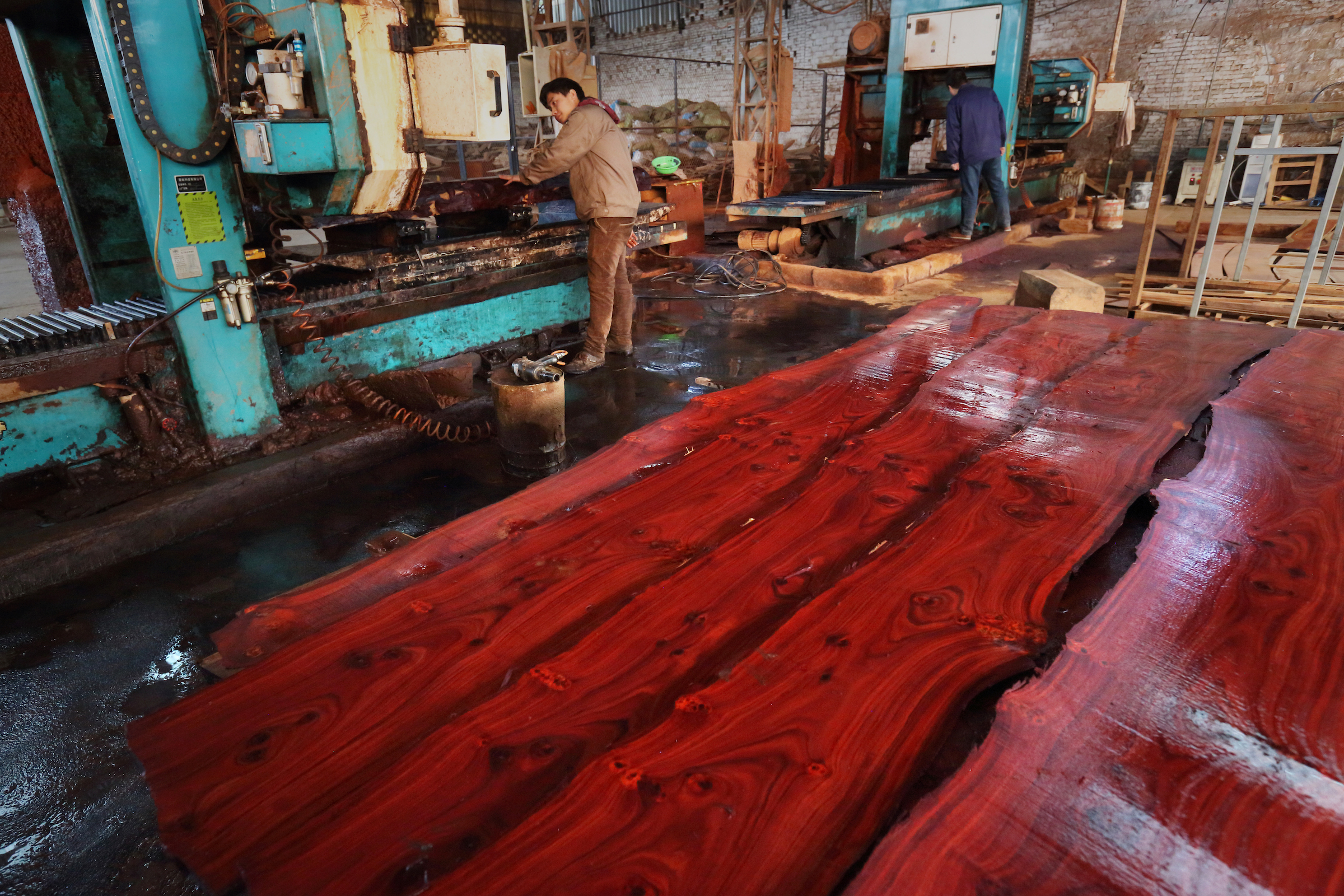 Workers cut African rosewood in Jinhua, Zhejiang province (Image © Lu Guang / Greenpeace)