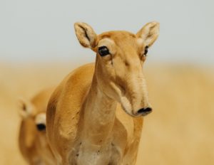 <p>The saiga’s population doubled in Kazakhstan and Russia in 2019 (Image: Okhotzooprom)</p>