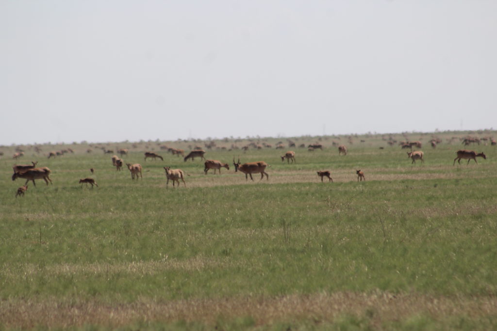 Saiga: Saving Central Asia’s Ice Age Antelope 