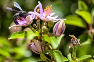 Close up of wild black and shiny violent Carpenter Bee (genus xylocopa) in nectar collecting pollen from a purple flower