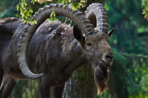 The Siberian ibex has had its protections lowered from Class I to Class II (Image: Giovanni Grotto / Alamy)
