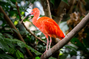 Scarlet ibis perched on a rainforest branch.