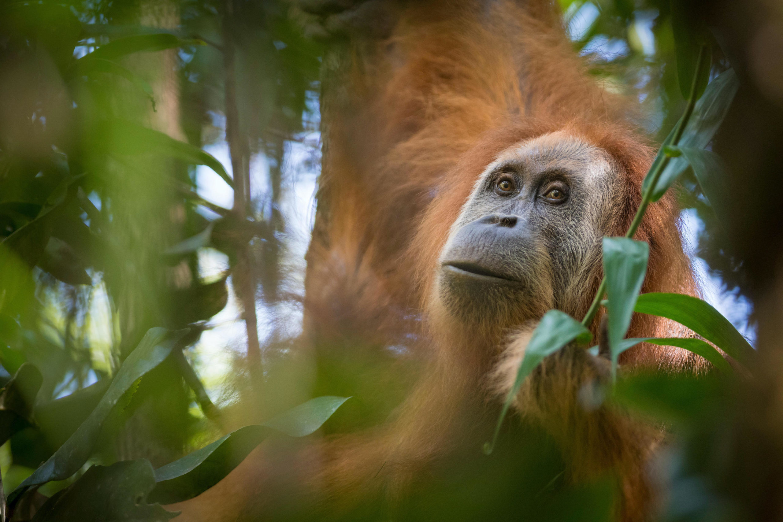 Bird market photo yields an unknown monkey species in Indonesia