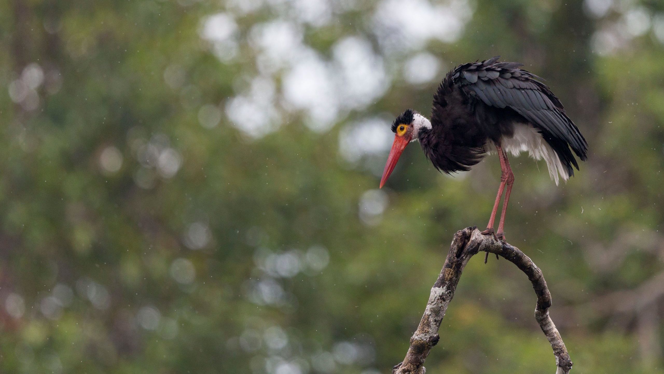 Storm Stork