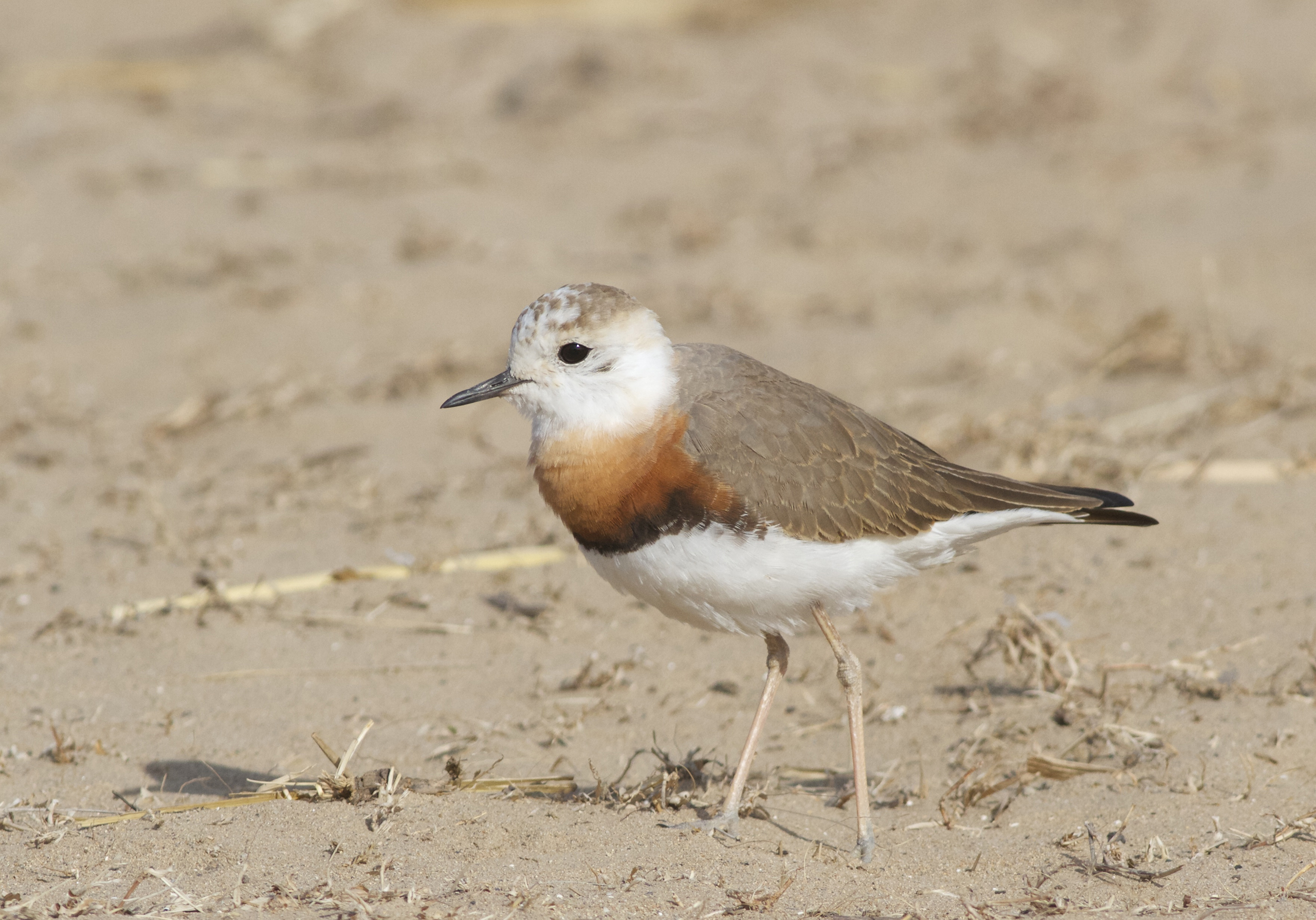 The oriental plover (Charadrius veredus) regularly stops in Beijing on its way to and from breeding grounds in Inner Mongolia and Mongolia, and wintering grounds in Australia (Image: Terry Townshend)