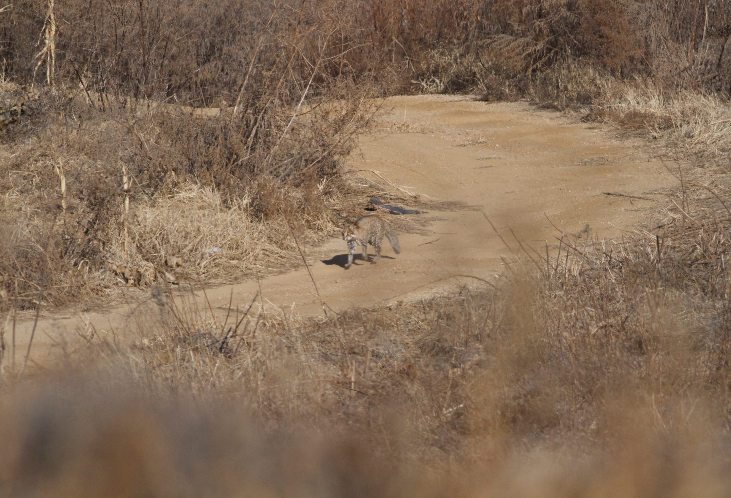 The Amur leopard cat is a fairly common, but rarely seen, resident of Beijing’s mountains and wetlands. (Image: Terry Townshend)