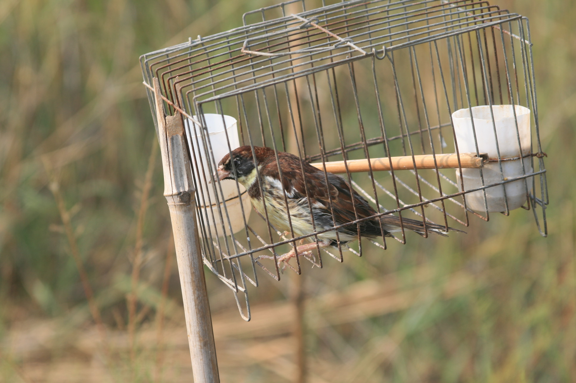 A yellow-breasted bunting (Emberiza aureola) in a cage set as a lure to attract more of the same species into illegal nets. This species is now classified as critically endangered after a roughly 95% population decline thought to be caused largely by illegal trapping in China. (Image: Terry Townshend)