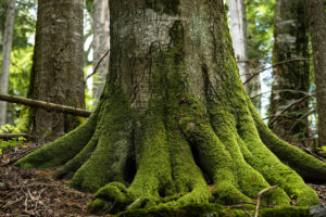 Ancient beech forest at Sinca, Romania