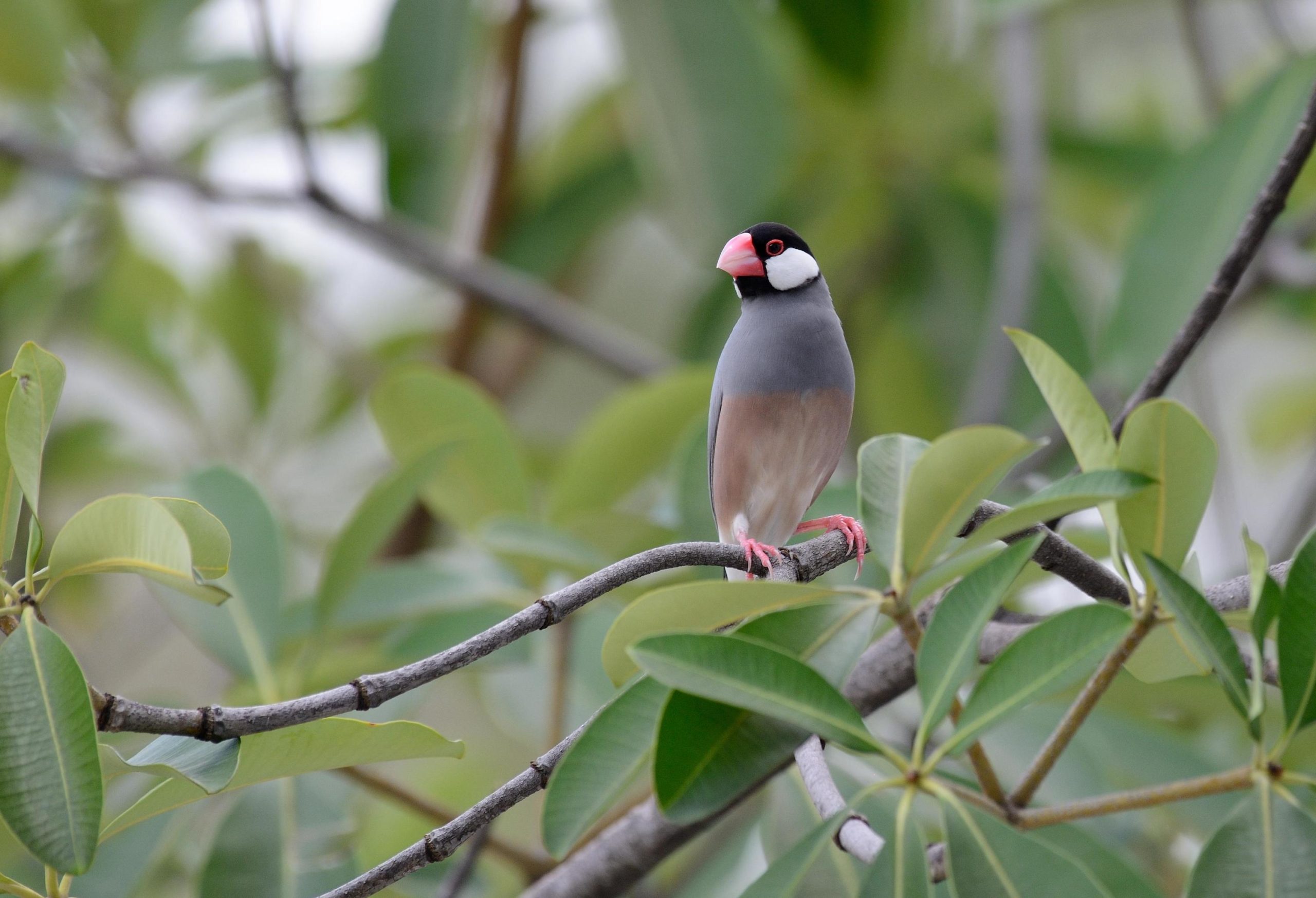 Java Sparrow is listed as endangered by the IUCN. Native to the Indonesian island of Java, small populations can be found elsewhere in the Asia-Pacific region, including on Mindanao