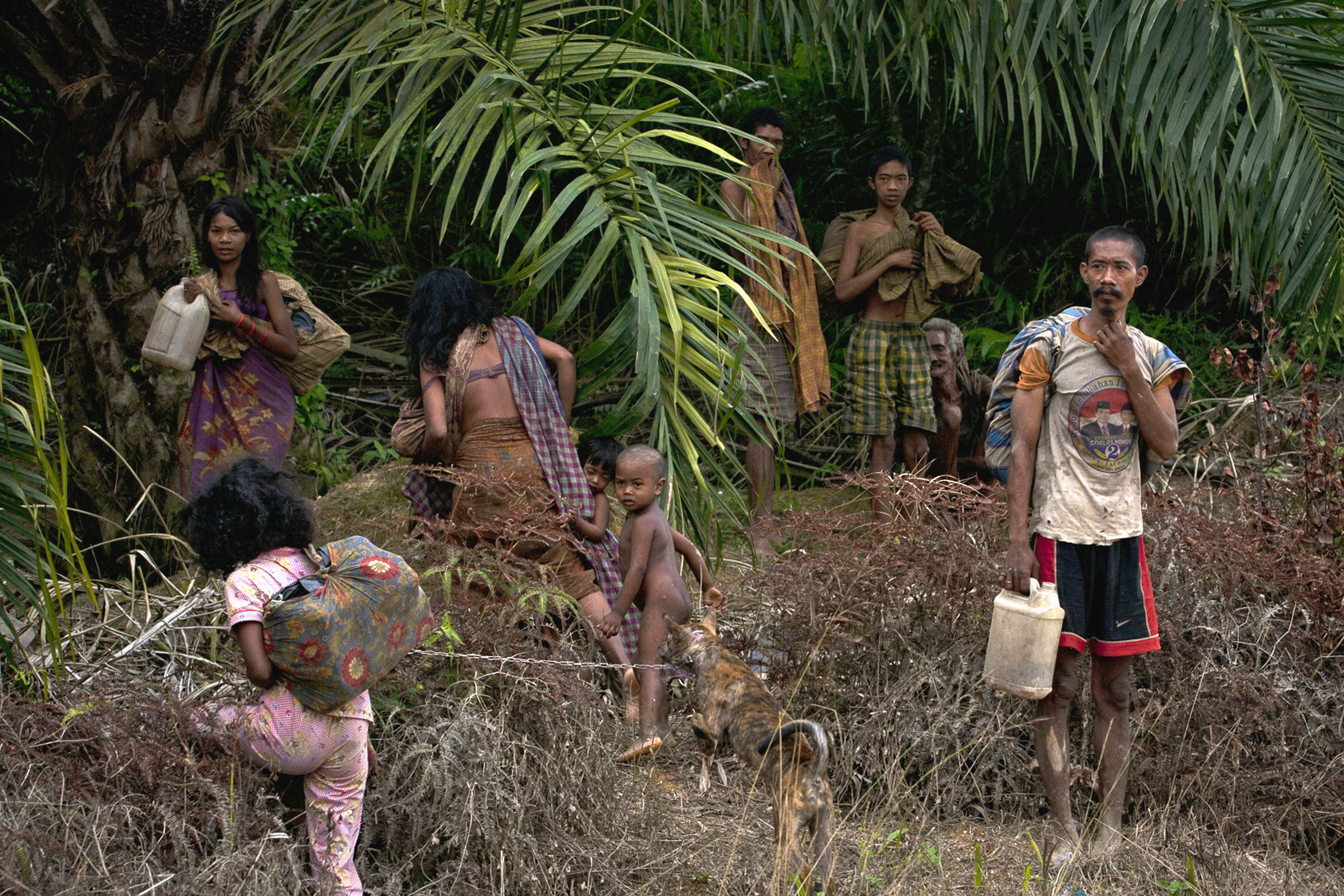 A forest in Sumatra disappears for farms and roads. So do its