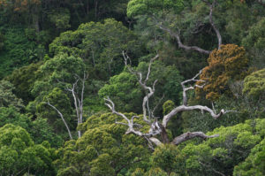 The Sinharaja forest reserve, a UNESCO World Natural Heritage Site, in Sri Lanka (Image: Kay Maeritz / Alamy)