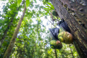 Giant tree snails in Sinharaja forest reserve, a UNESCO World Natural Heritage Site, in Sri Lanka (Image: Alamy)