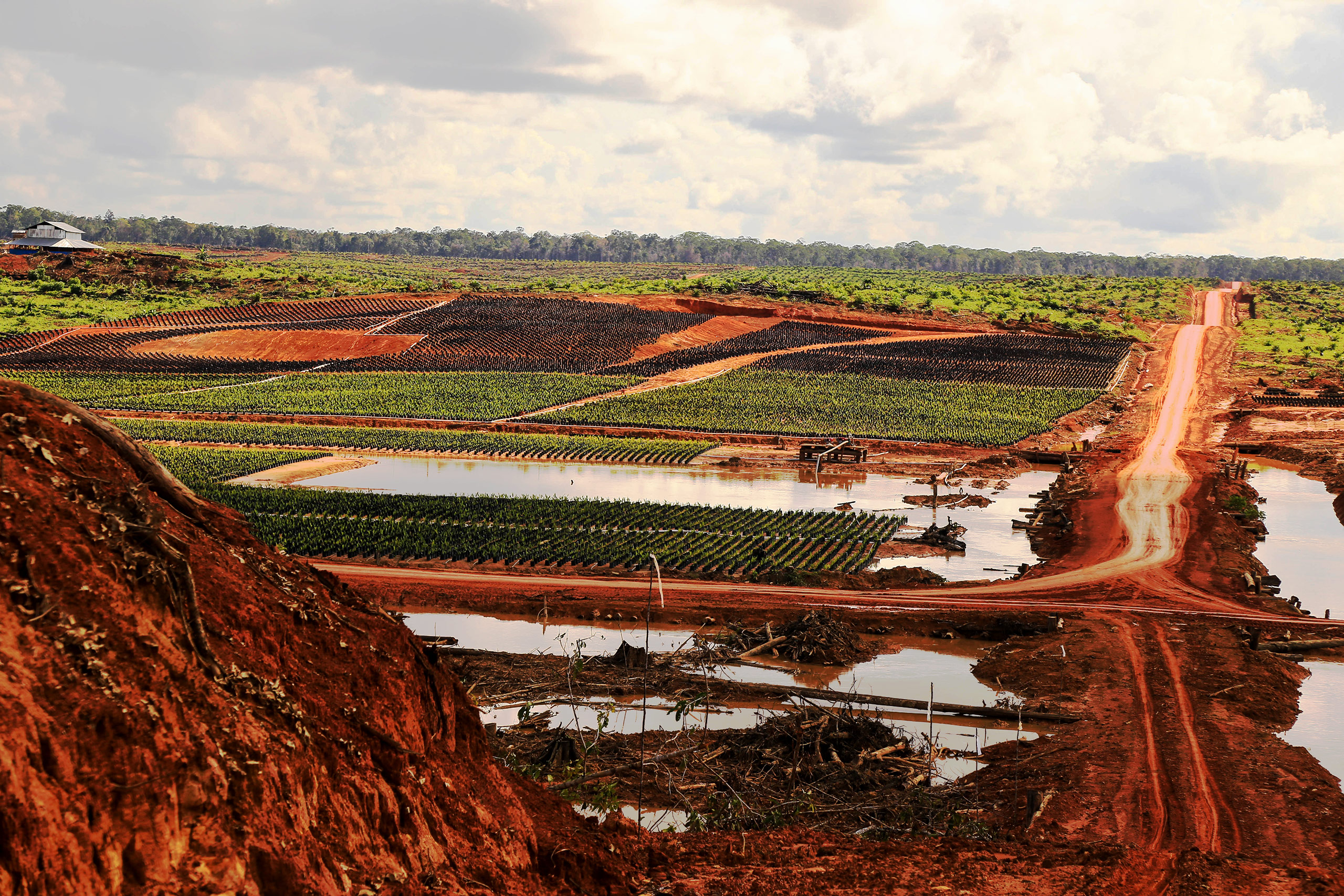 Deforestation is slowing, but palm oil still major driver