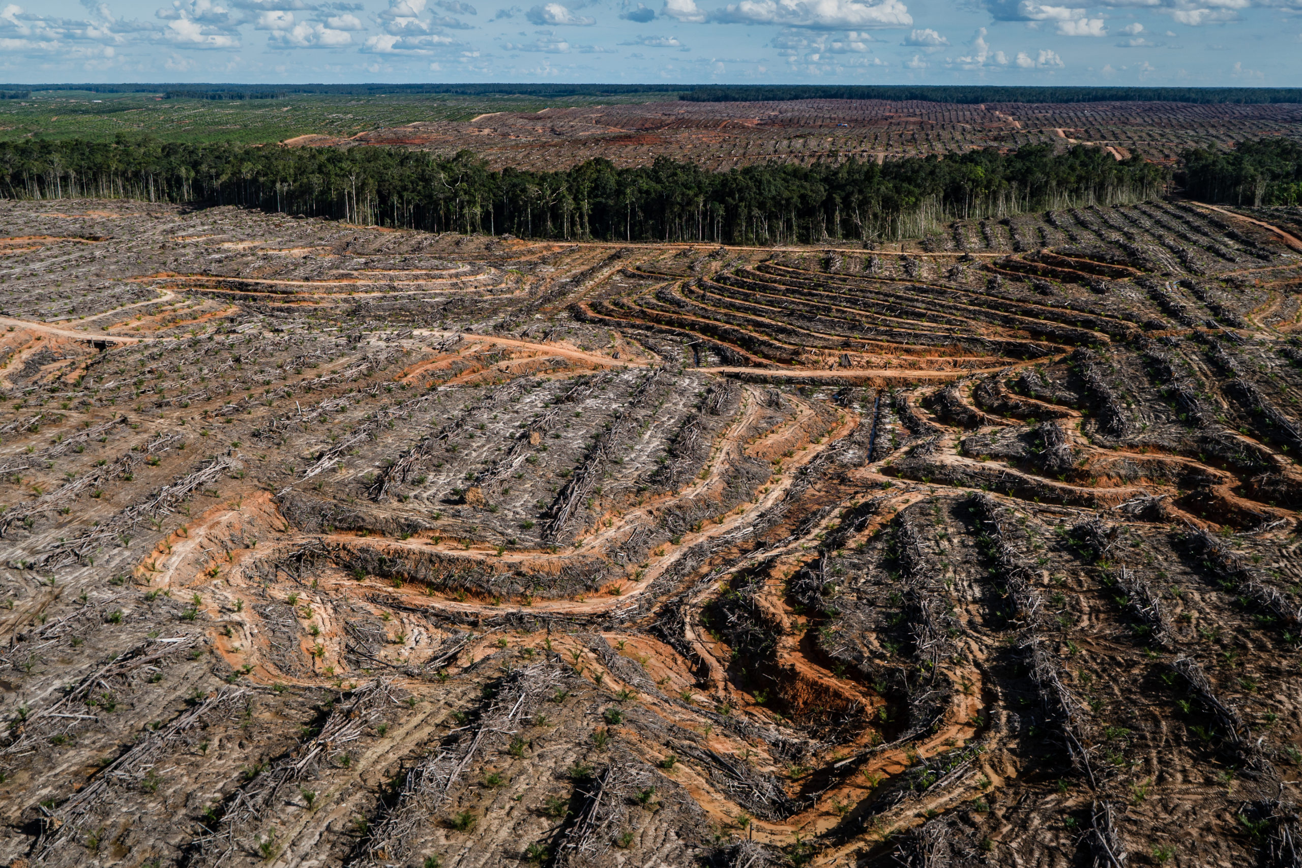 Deforestation is slowing, but palm oil still major driver
