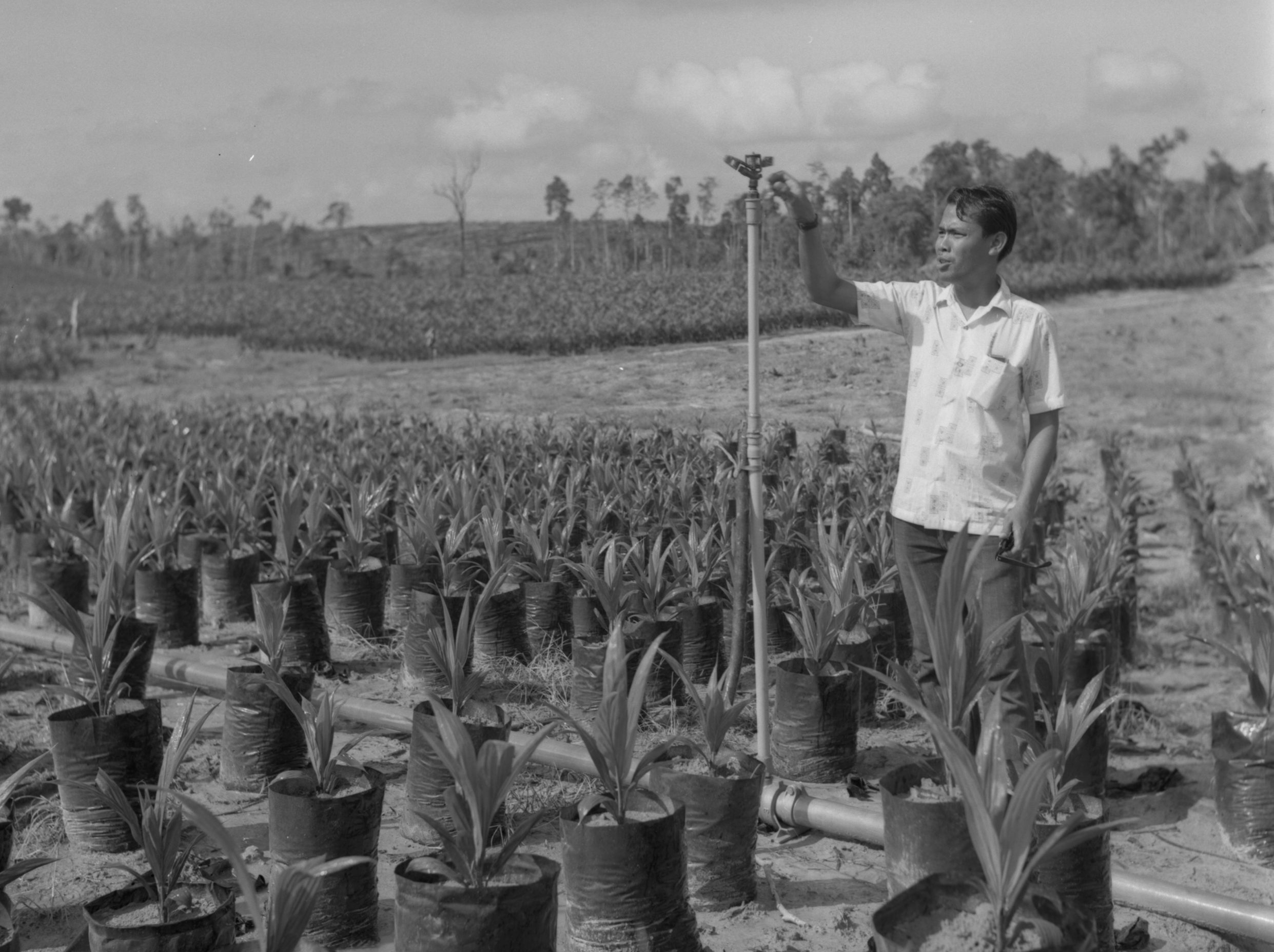 Watering young oil palms, Malaysia.