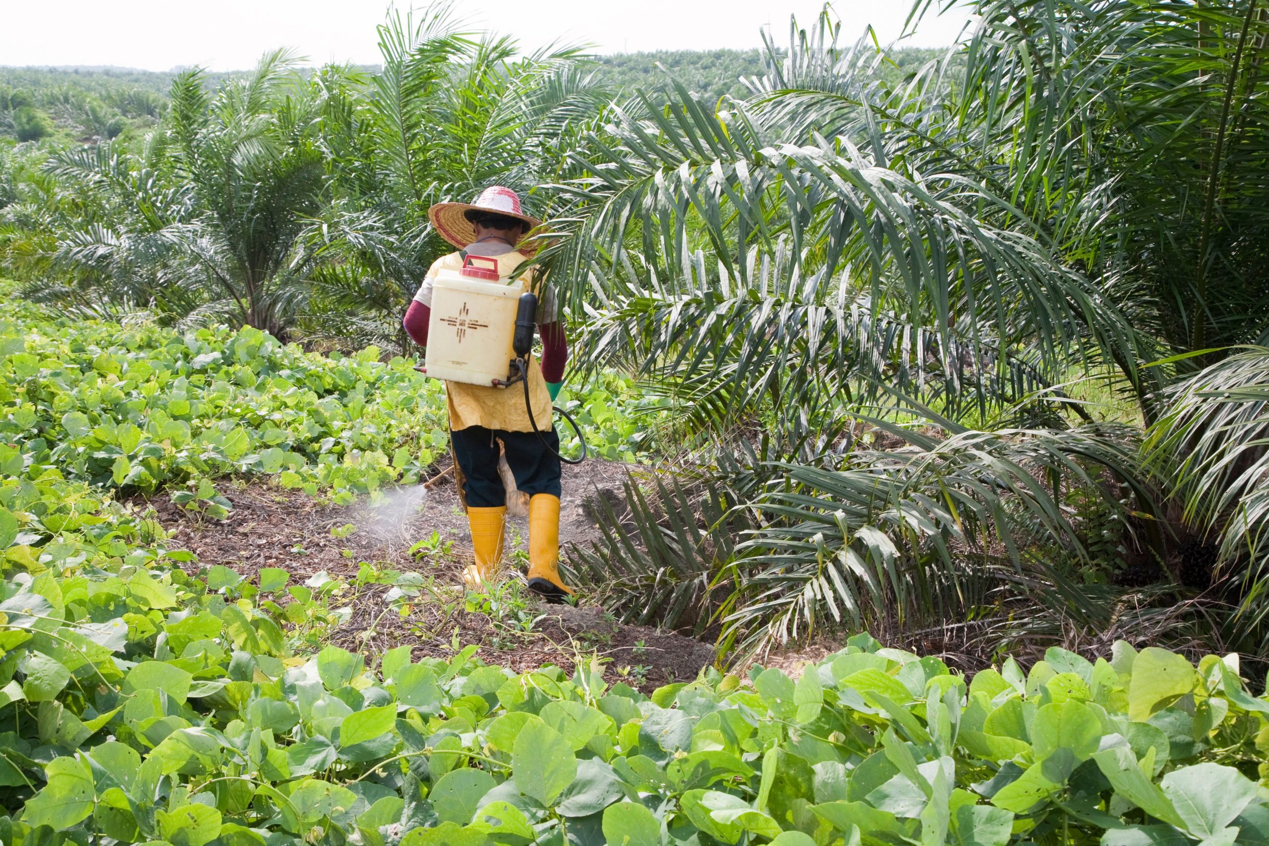 Palm Kernel Oil - Organic RSPO IP