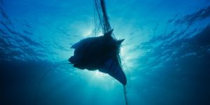 giant manta ray being caught